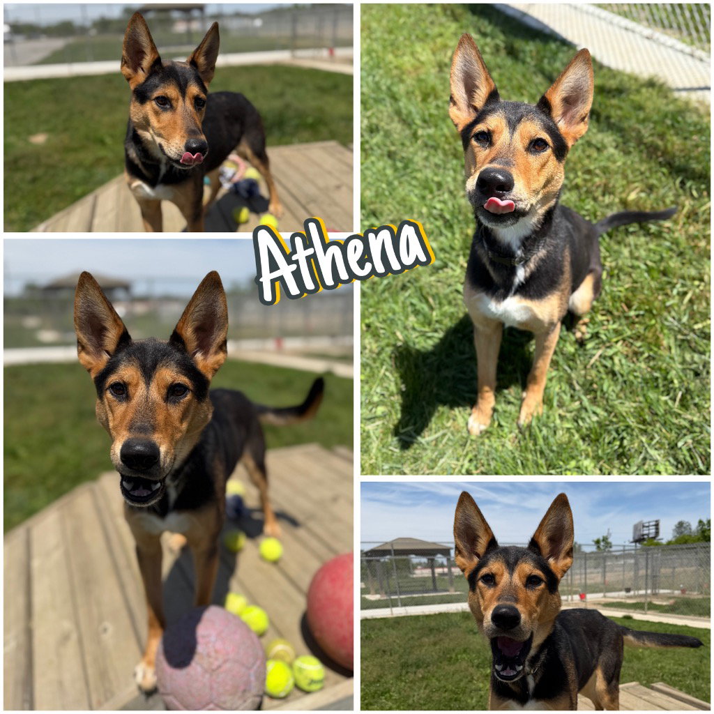 Athena