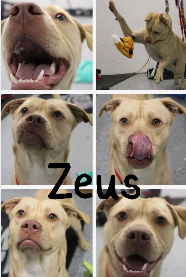 Zeus Image