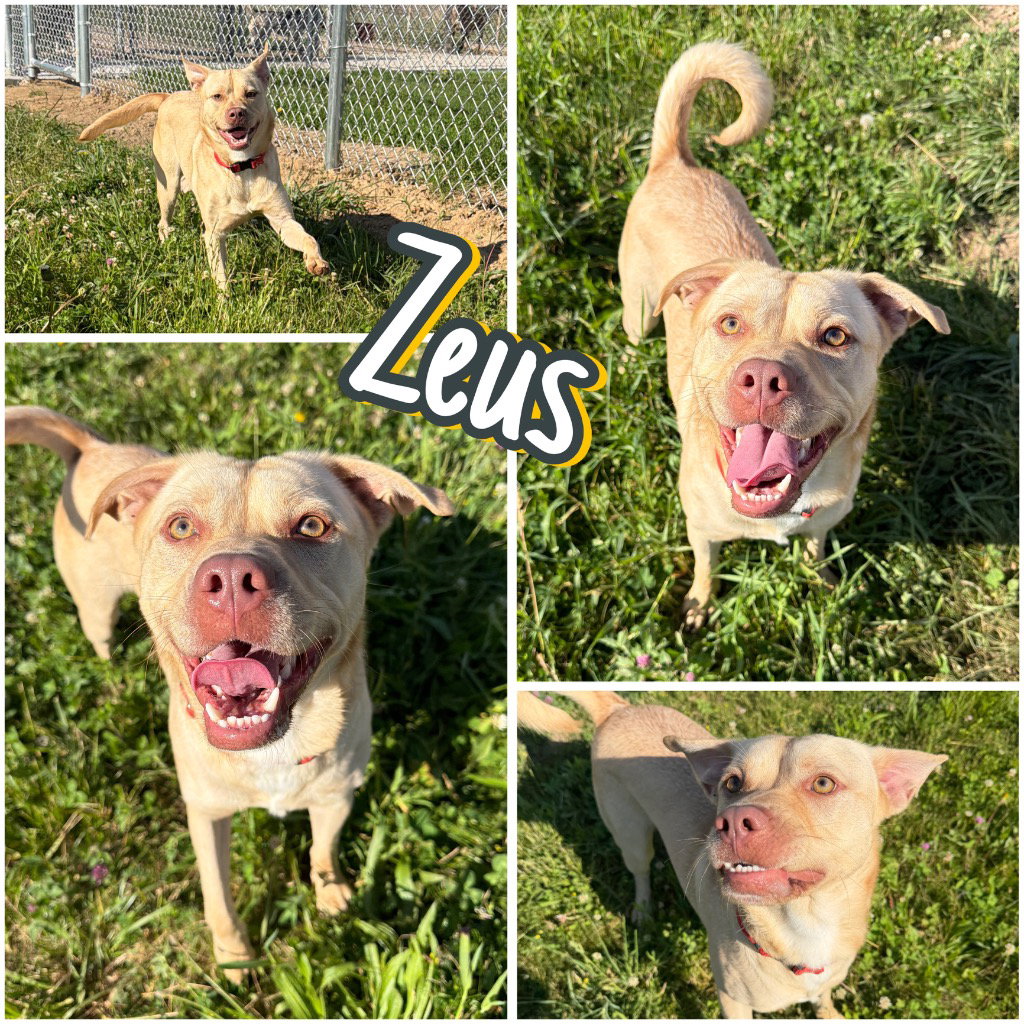 Zeus Image