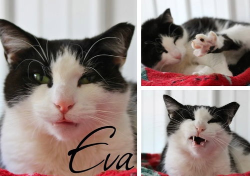 Eva -LONG TERM 2*21*25- fee waived, an adoptable Domestic Medium Hair in Pierceton , IN