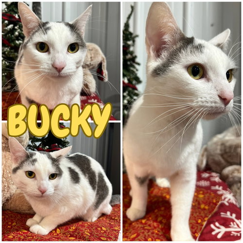 picture of the cat needing adoption