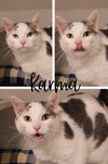 Karma (Bucky) - Photo 1