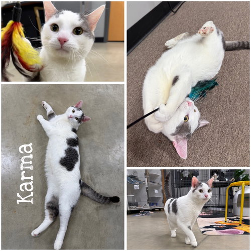 Karma- silo, an adoptable Domestic Short Hair in Pierceton , IN