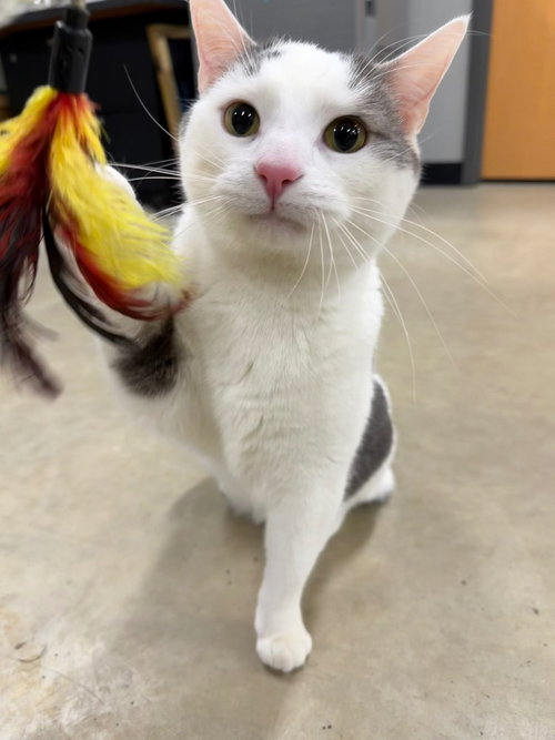 KARMA- SILO - Domestic Short Hair available for adoption
