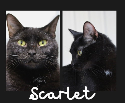 picture of the cat needing adoption
