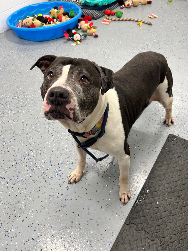 Tallulah - Fee Waived