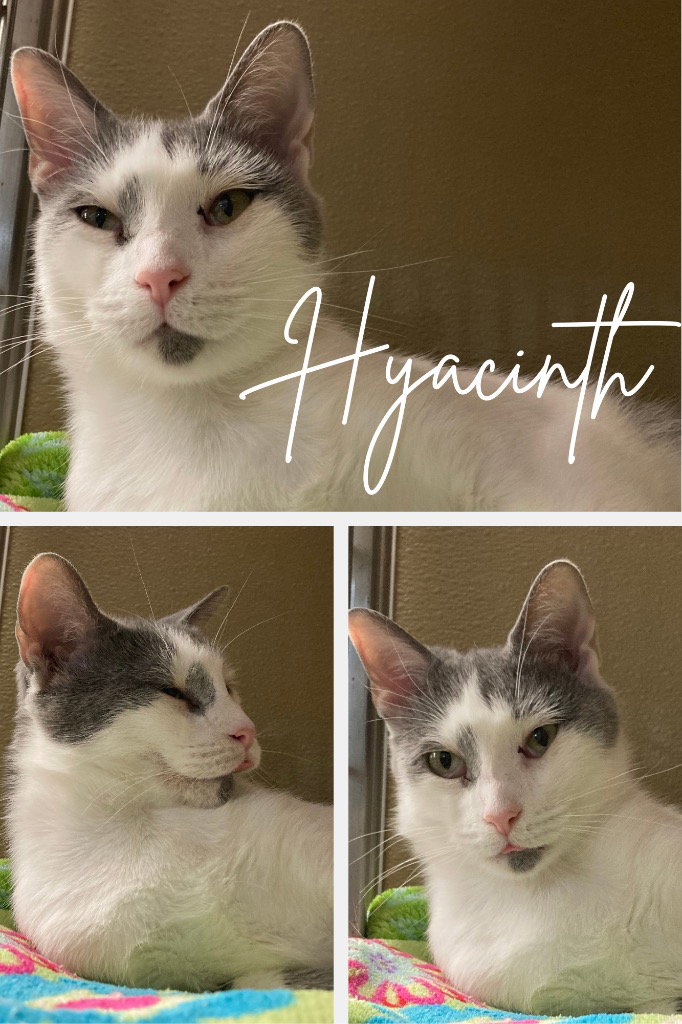 Hyacinth - Fee Waived Image