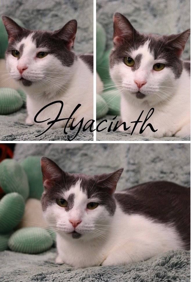 Hyacinth - LONG TERM 4*9*25Fee Waived