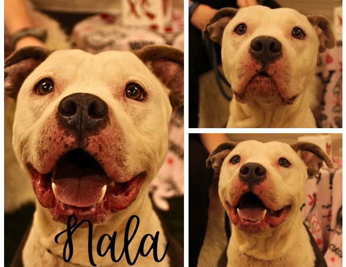 Nala Image