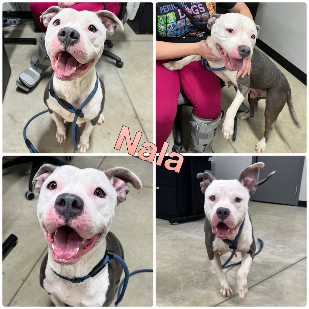 Nala - Fee Waived