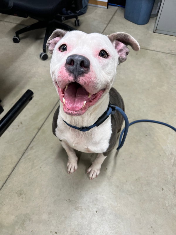 Nala - Fee Waived
