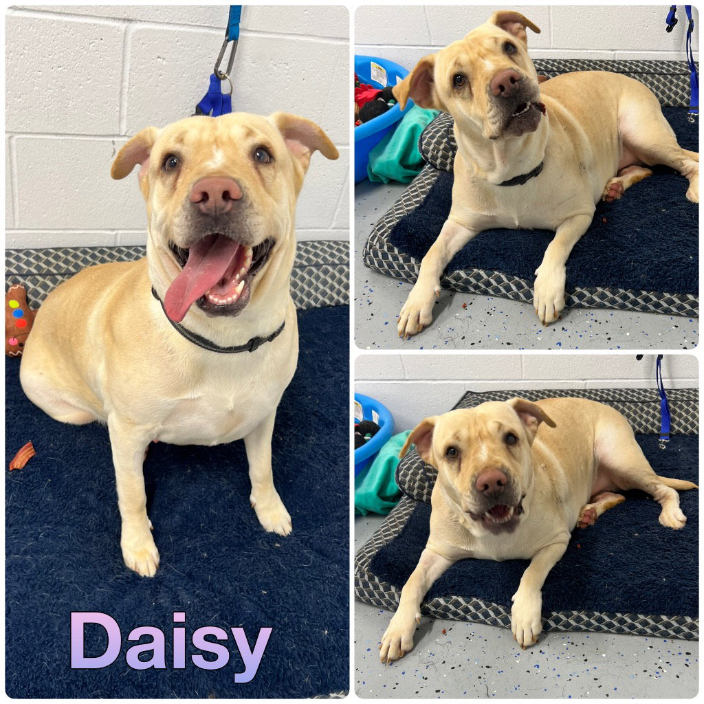 Daisy Image
