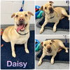 Daisy - Photo 1
