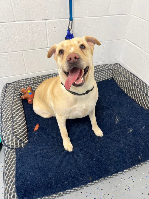 DAISY - Labrador Retriever / American Staffordshire Terrier available for adoption