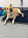 Daisy - Photo 4