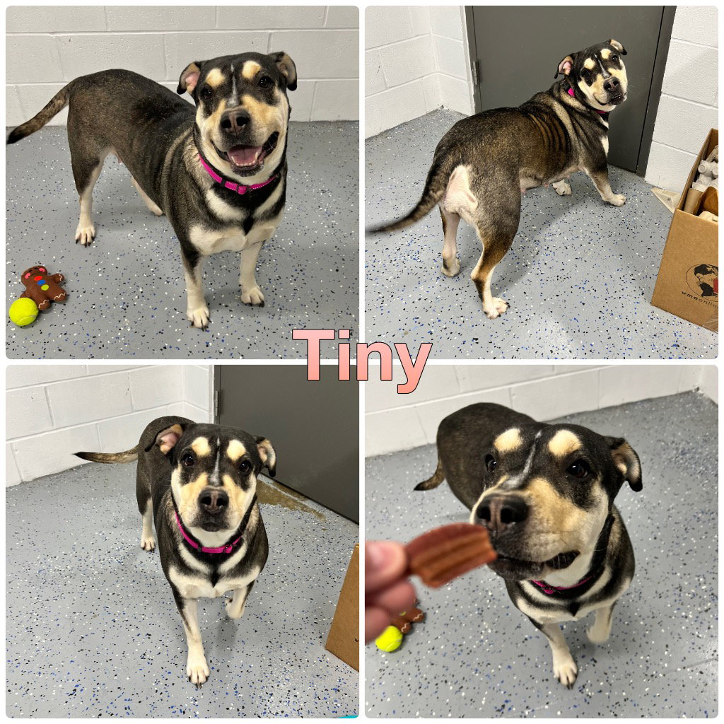 Tiny Image