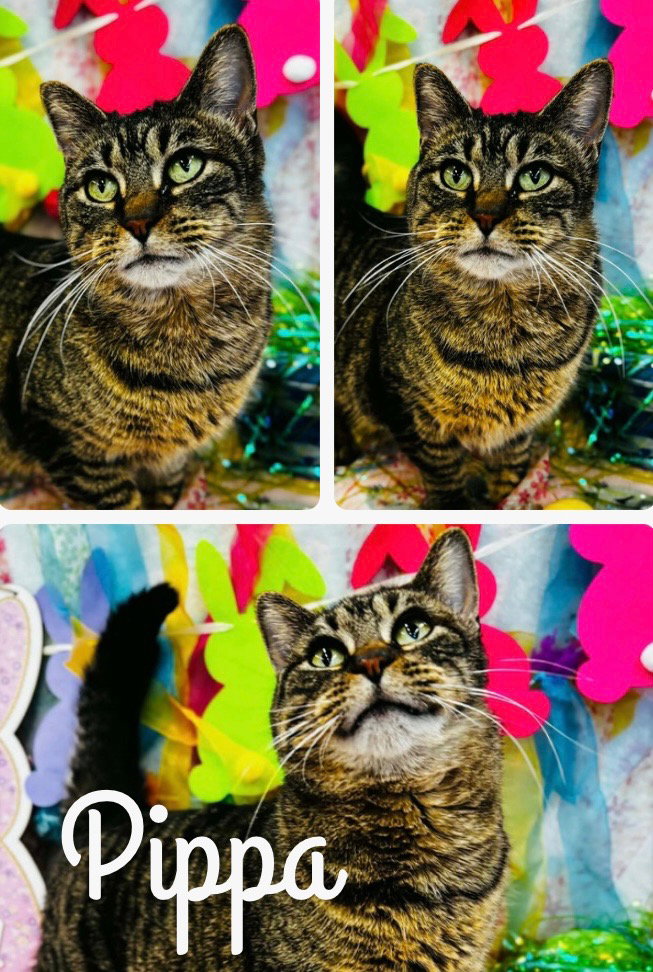 Pippa - LONG TERM 2*26*25-Fee Waived