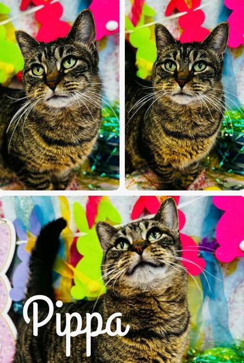 Pippa - LONG TERM 2*26*25-Fee Waived, an adoptable Domestic Short Hair in Pierceton , IN