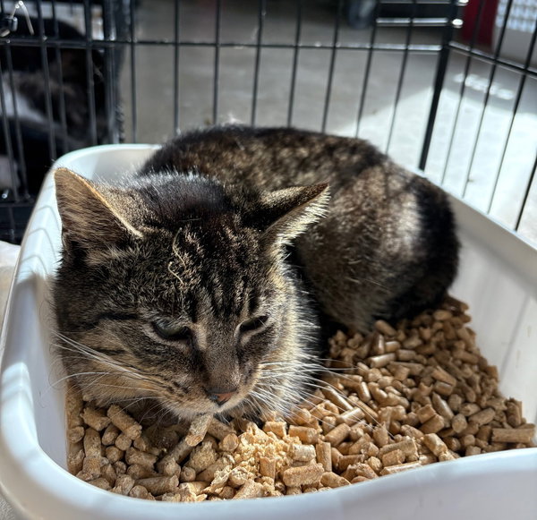 Pippa - LONG TERM 2*26*25-Fee Waived