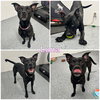 Luna - Photo 1