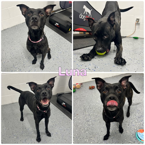 LUNA - American Staffordshire Terrier available for adoption