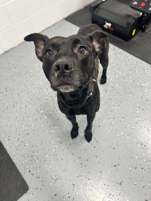 LUNA - American Staffordshire Terrier available for adoption