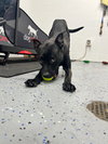 Luna - Photo 3