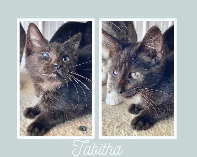 Tabitha Image