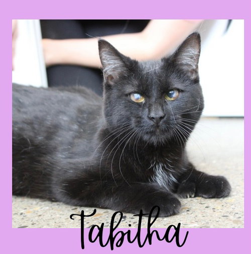 picture of the cat needing adoption