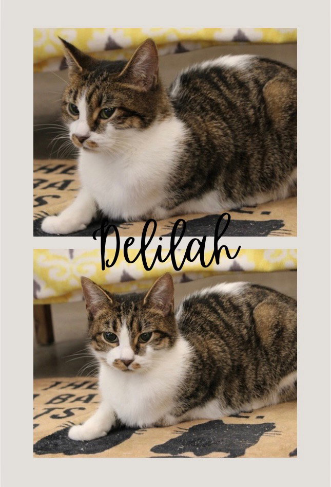 Delilah Image
