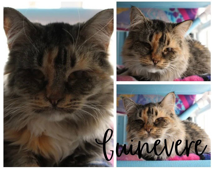Guinevere- herpes- LONG TERM 9*11*25