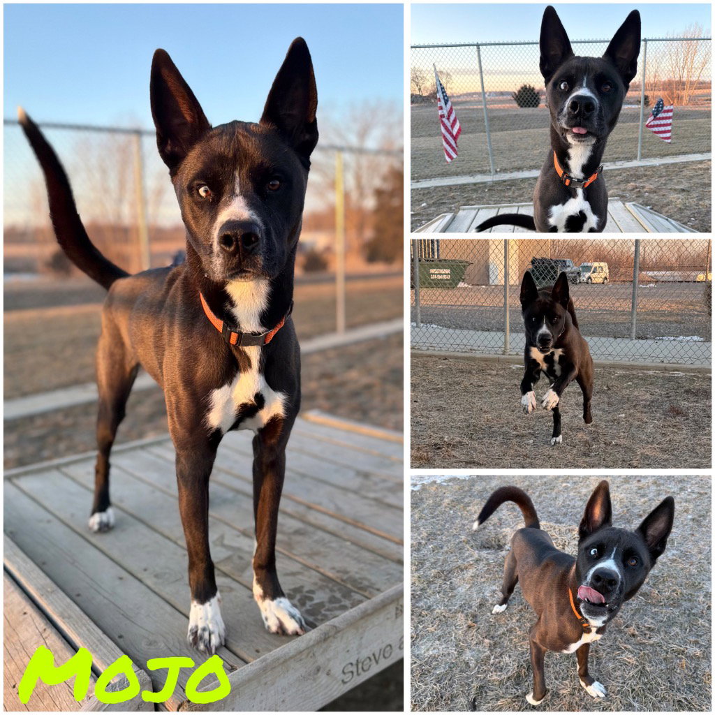 Mojo - Fee Waived Image
