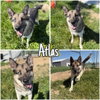 Atlas - Long Term Resident - Photo 1