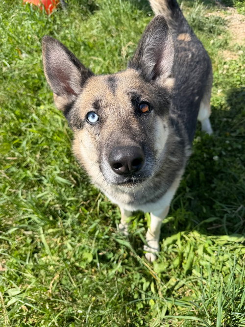 ATLAS - LONG TERM RESIDENT - Husky / German Shepherd Dog available for adoption