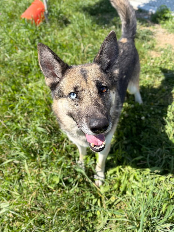 Atlas - Long Term Resident