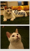Vixey- LONG TERM 8*13*25 - Photo 1