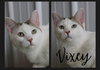 Vixey- LONG TERM 8*13*25 - Photo 2