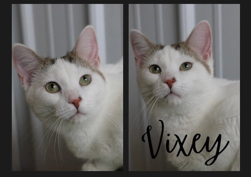 VIXEY- LONG TERM 8*13*25 - Domestic Short Hair available for adoption