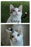 Vixey- LONG TERM 8*13*25 - Photo 3