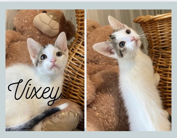 Vixey- LONG TERM 8*13*25