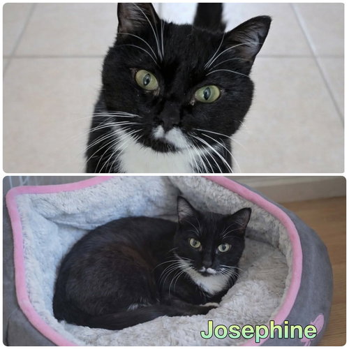 picture of the cat needing adoption