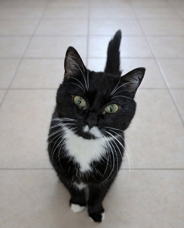Josephine - In foster - Call for appt