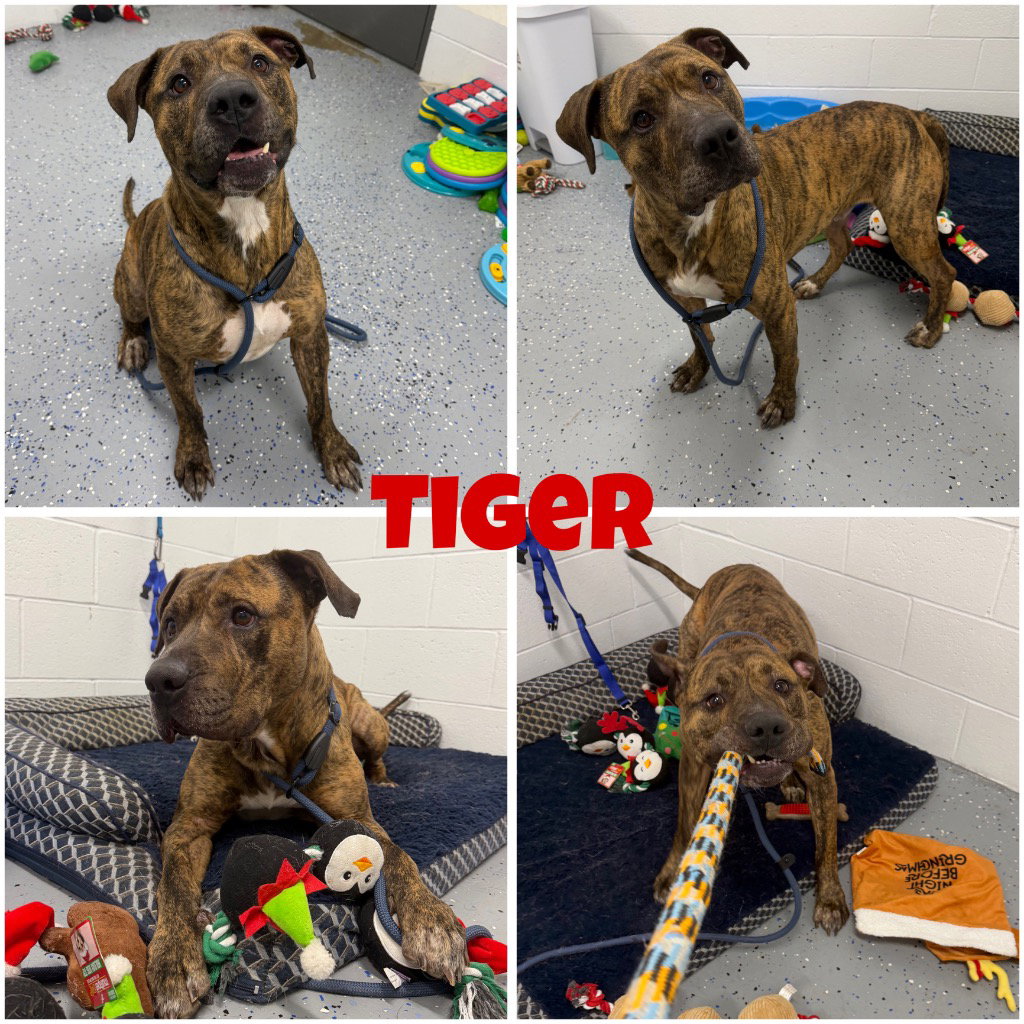 Tiger