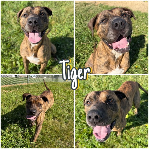 Tiger