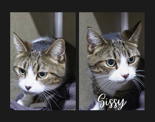 picture of the cat needing adoption
