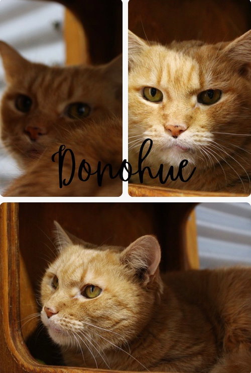 DONOHUE- LONG TERM 9*2*25 - Domestic Short Hair available for adoption