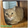 Donohue- LONG TERM 9*2*25 - Photo 2