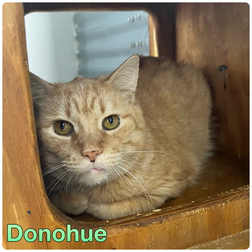 DONOHUE- LONG TERM 9*2*25 - Domestic Short Hair available for adoption