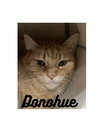 Donohue- LONG TERM 9*2*25 - Photo 3