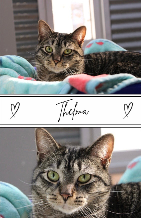 Thelma -LONG TERM 5*21*25-Silo Fee Waived